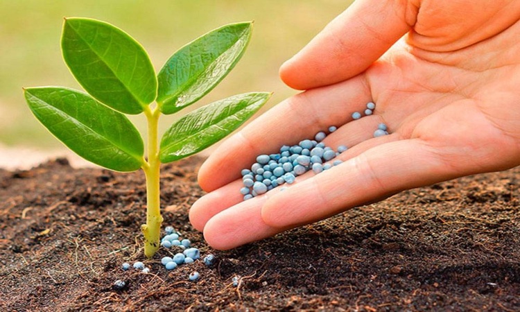 Advancing Agricultural Science and Technology Cooperation within BRICS