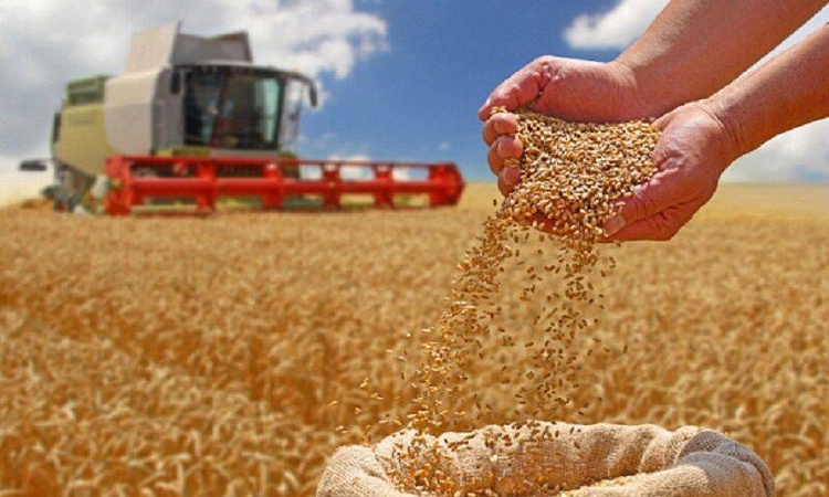 The BRICS Grain Exchange Initiative and Its Role in Supporting Global Food Security