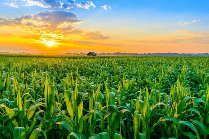 تقویت همکاری اعضای بریکس در حوزه کشاورزی با تصویب بیانیه ایندور