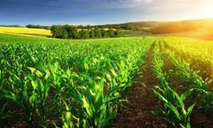 BRICS Agriculture Working Group Recommendations for Food Security and Sustainable Agriculture